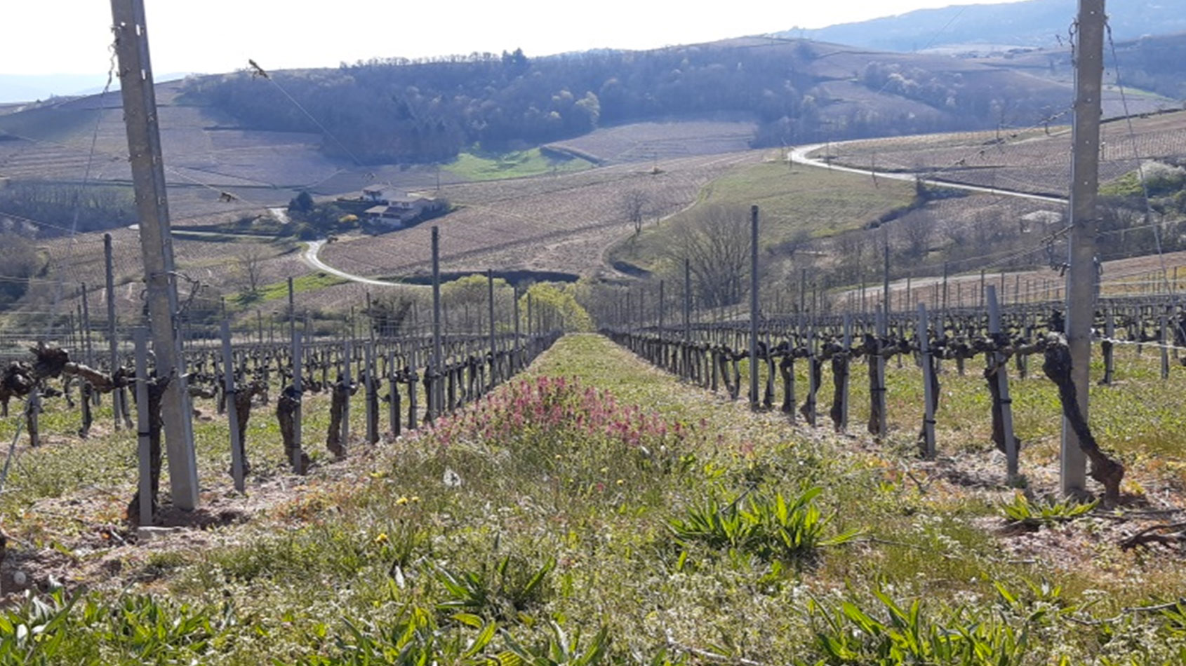 Domaine David Méziat
