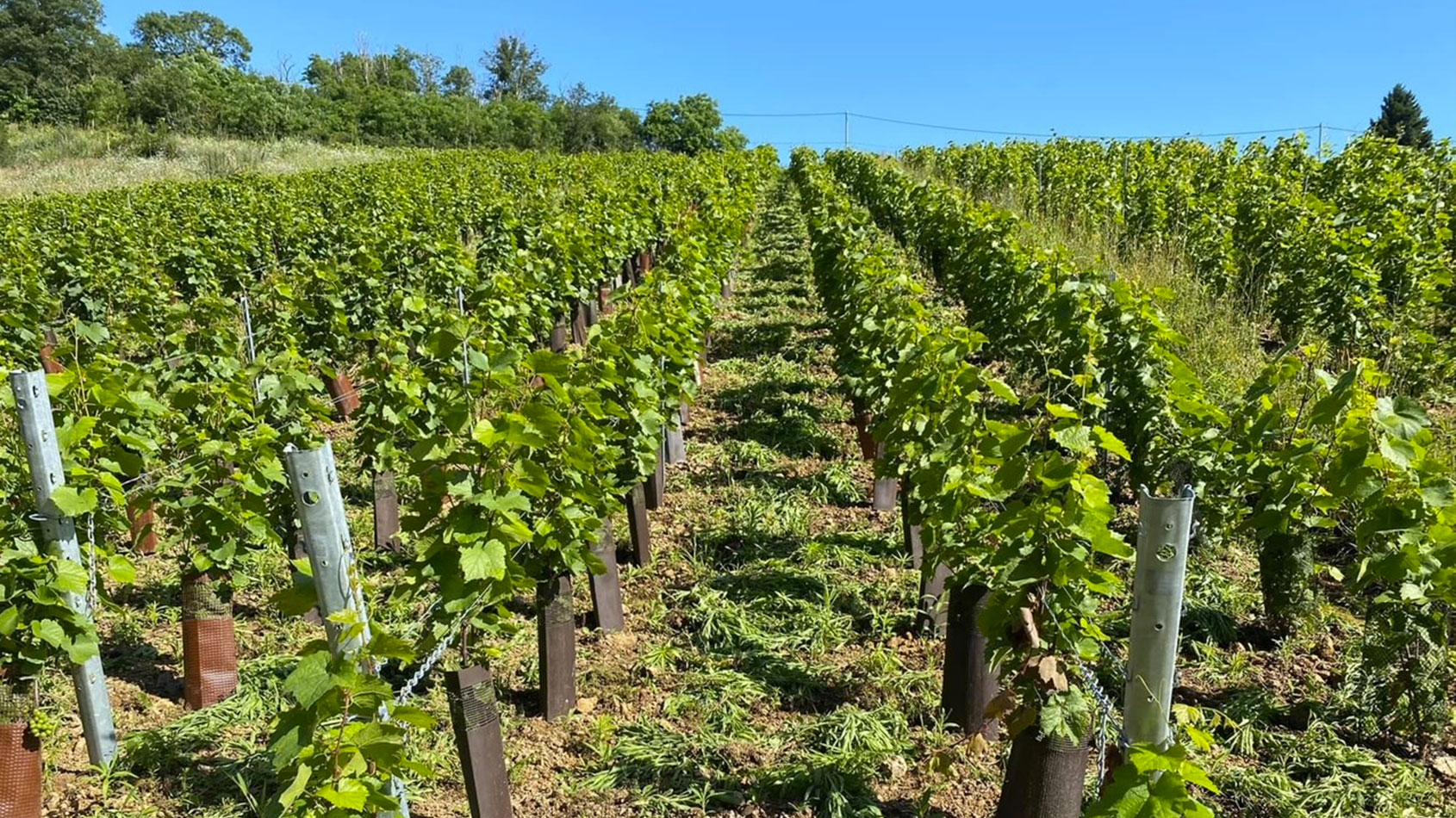Château Moulin Favre / Domaine Vernus
