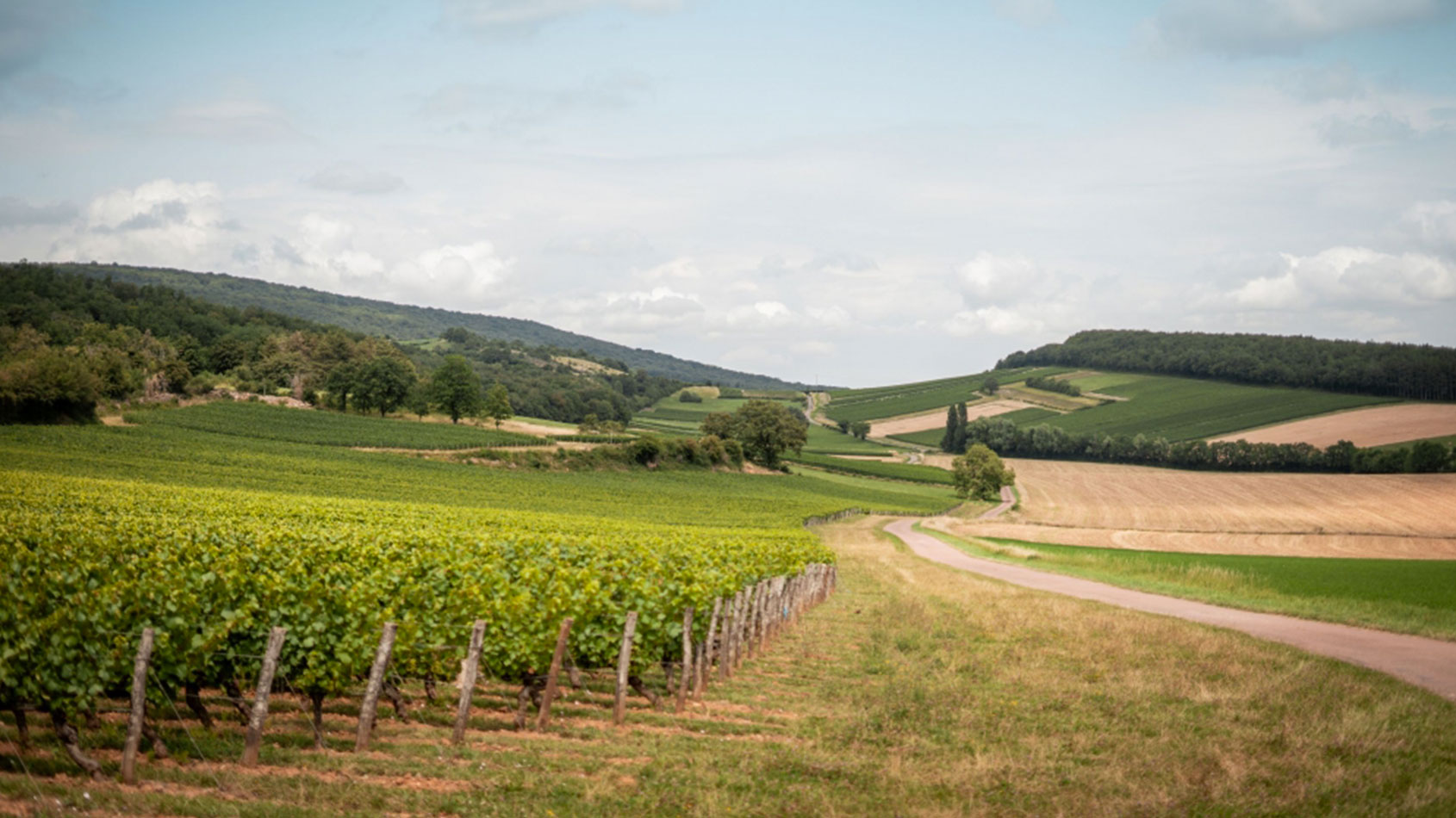 Bourgogne de vigne en verre