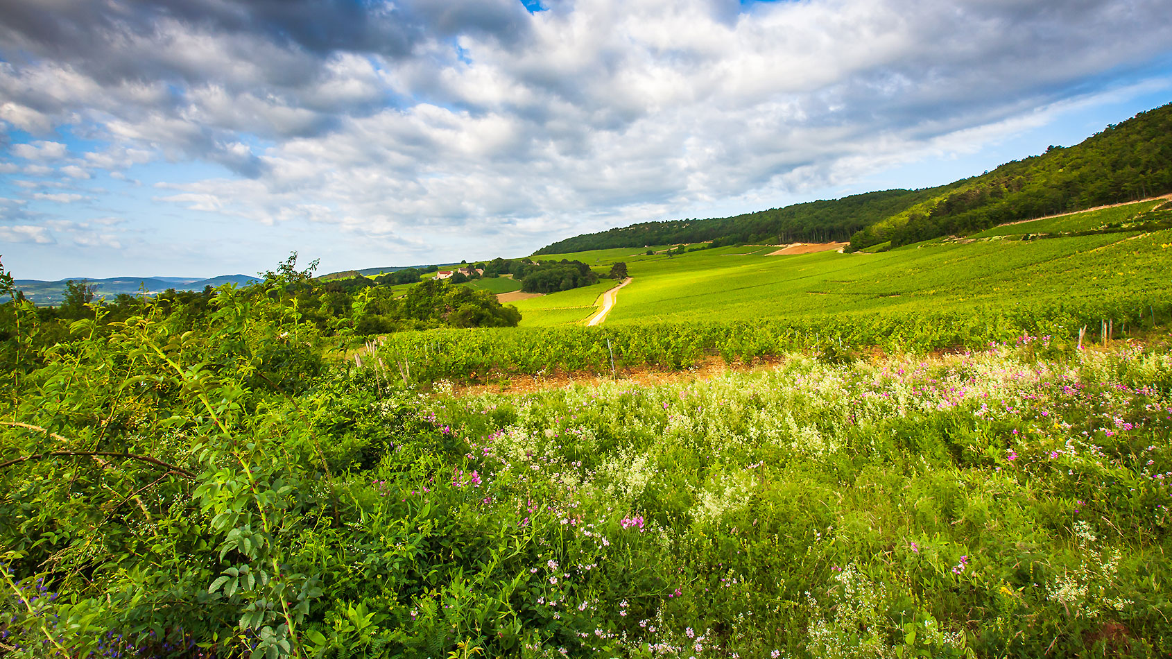 Vignoble chapelle de blagny