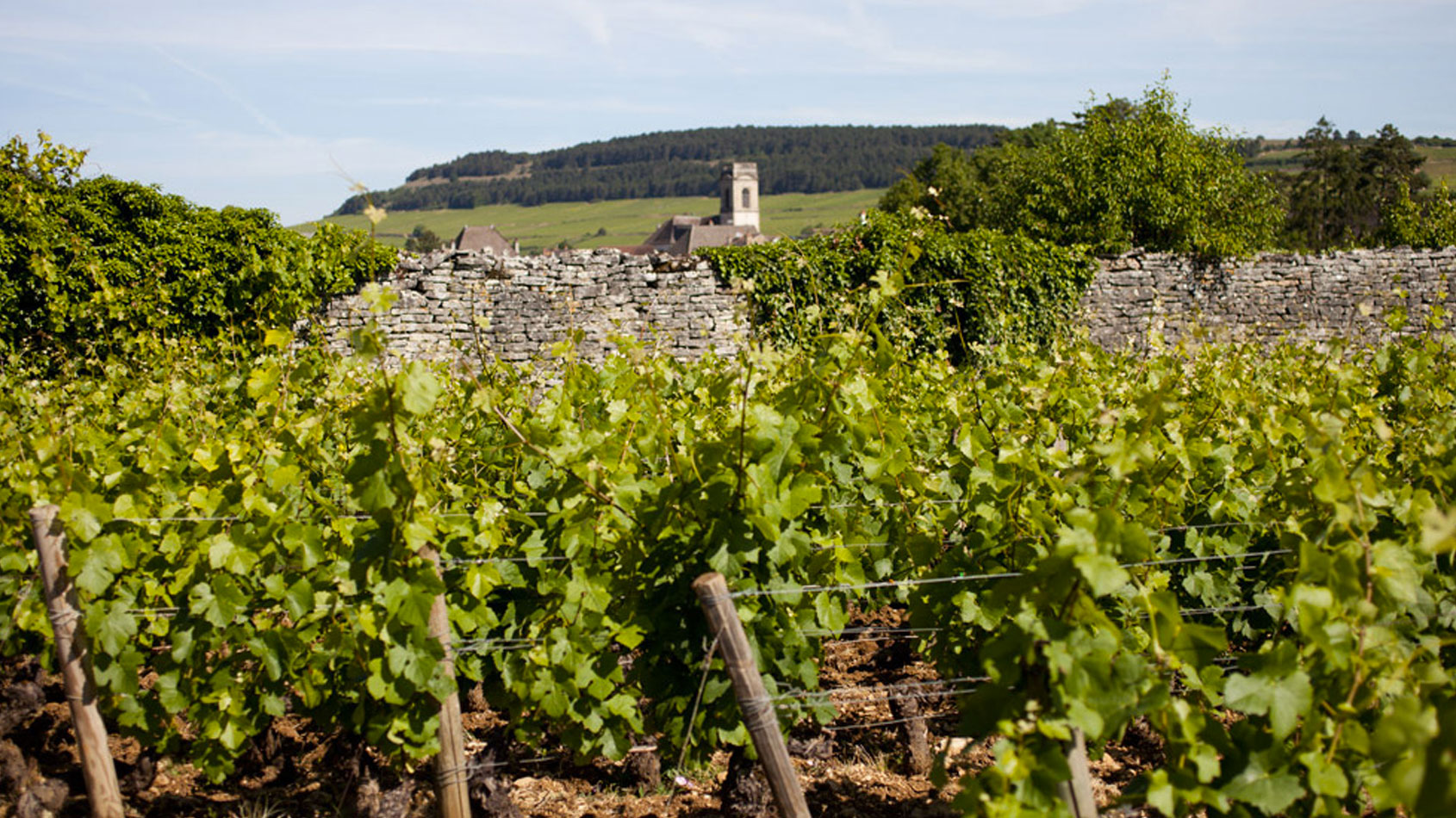 domaine cyrot buthiau