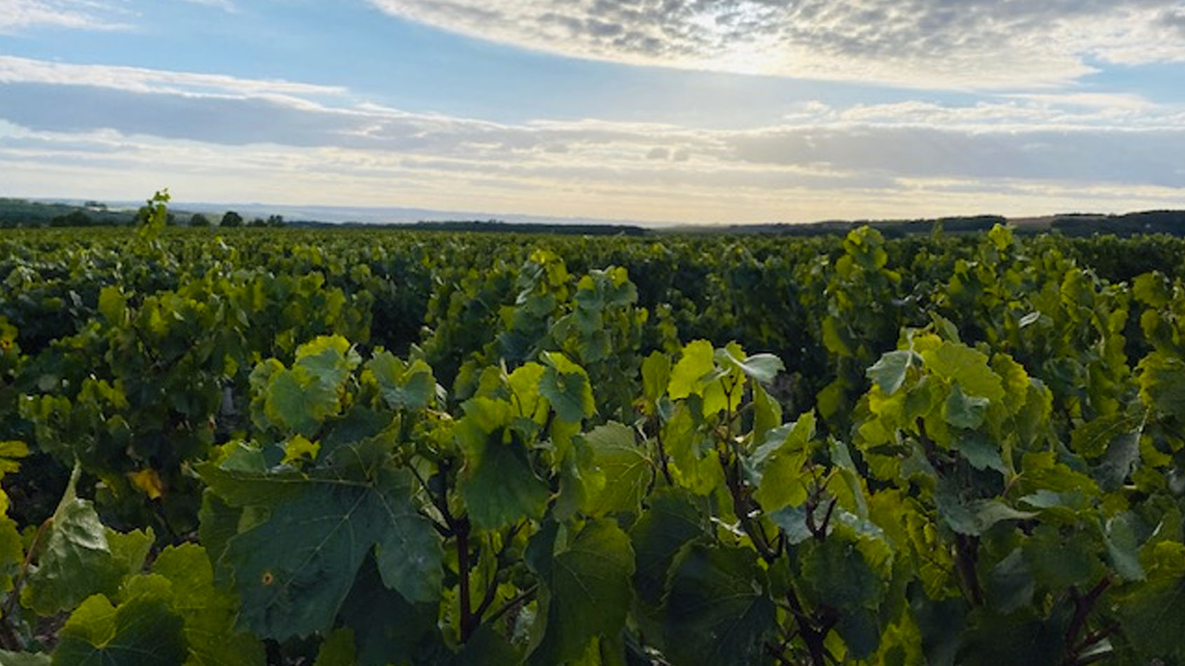 Domaine Millet Baudouin