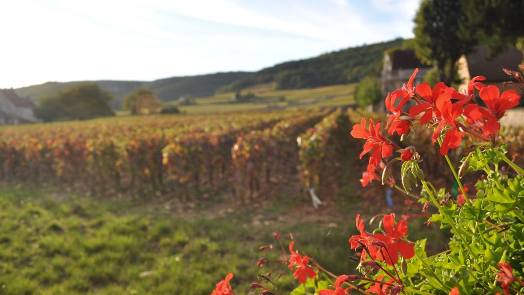 Domaine Trapet Rochelandet