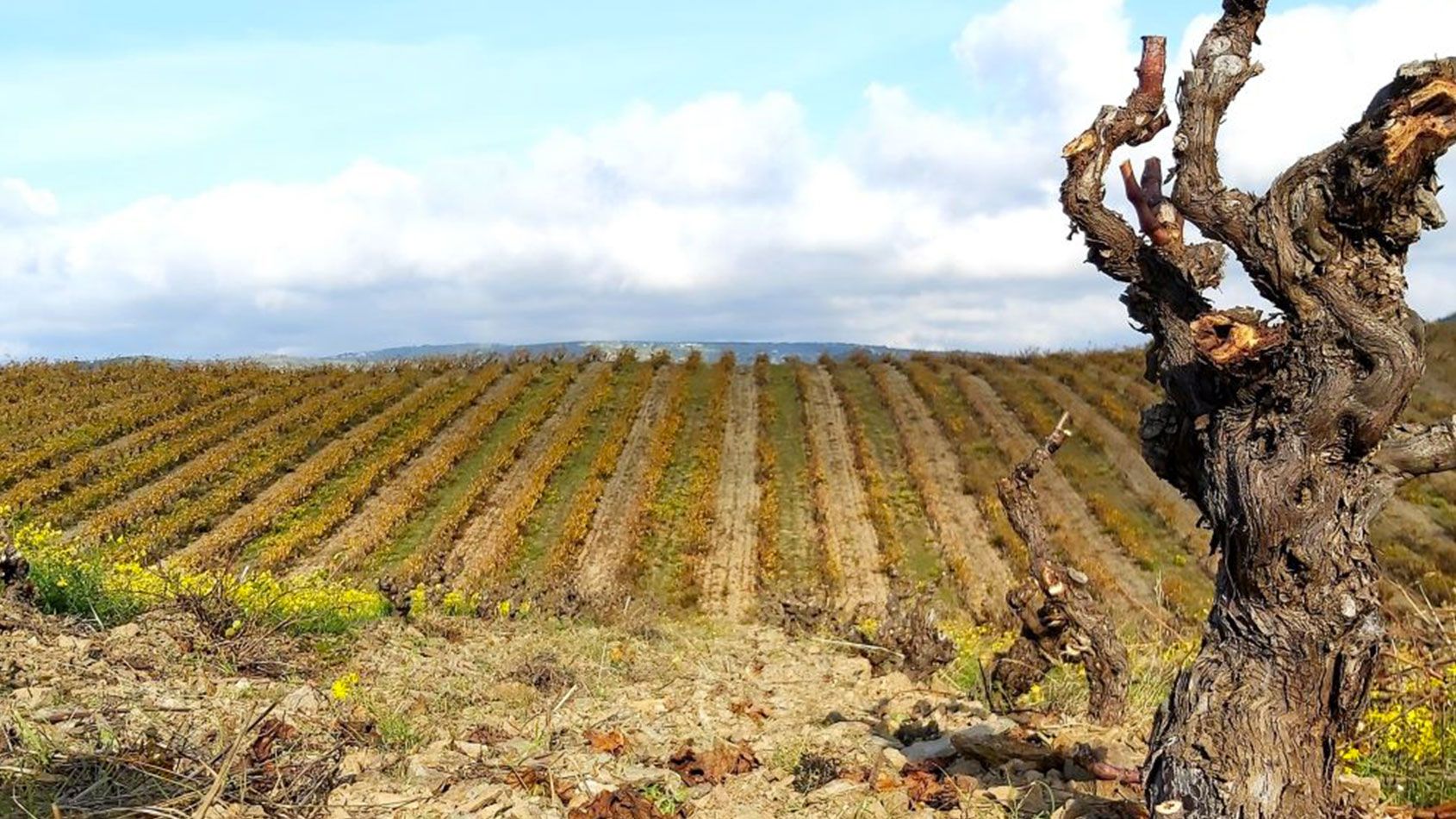 Domaine Lerys