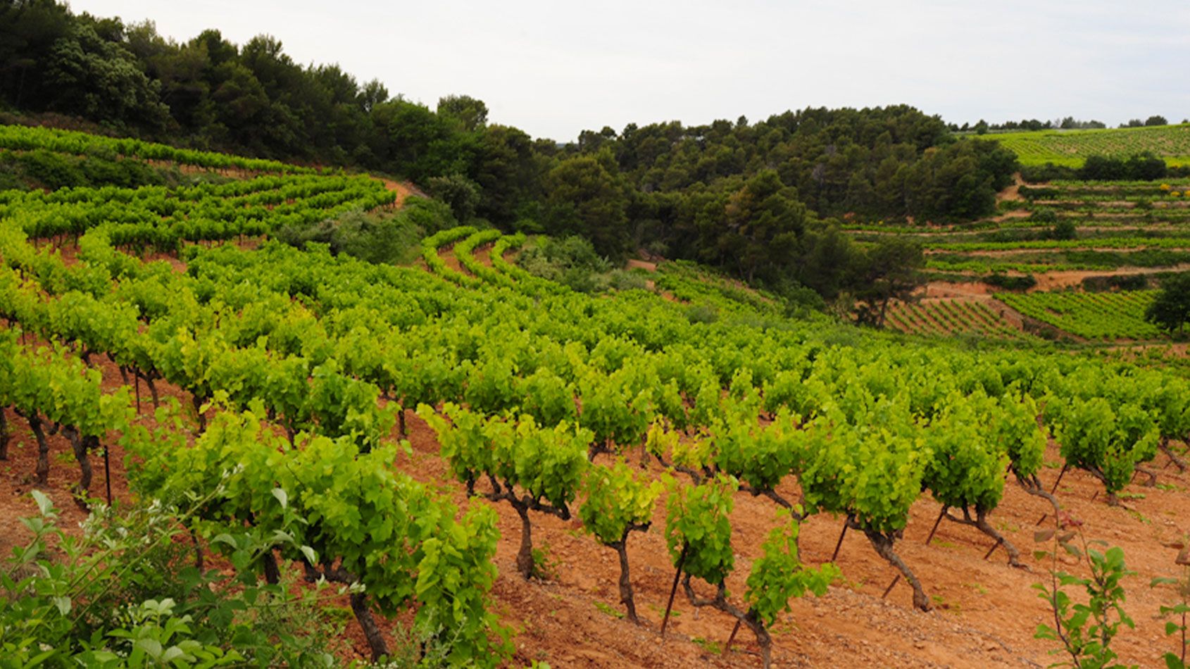 Domaine Saint-Roch