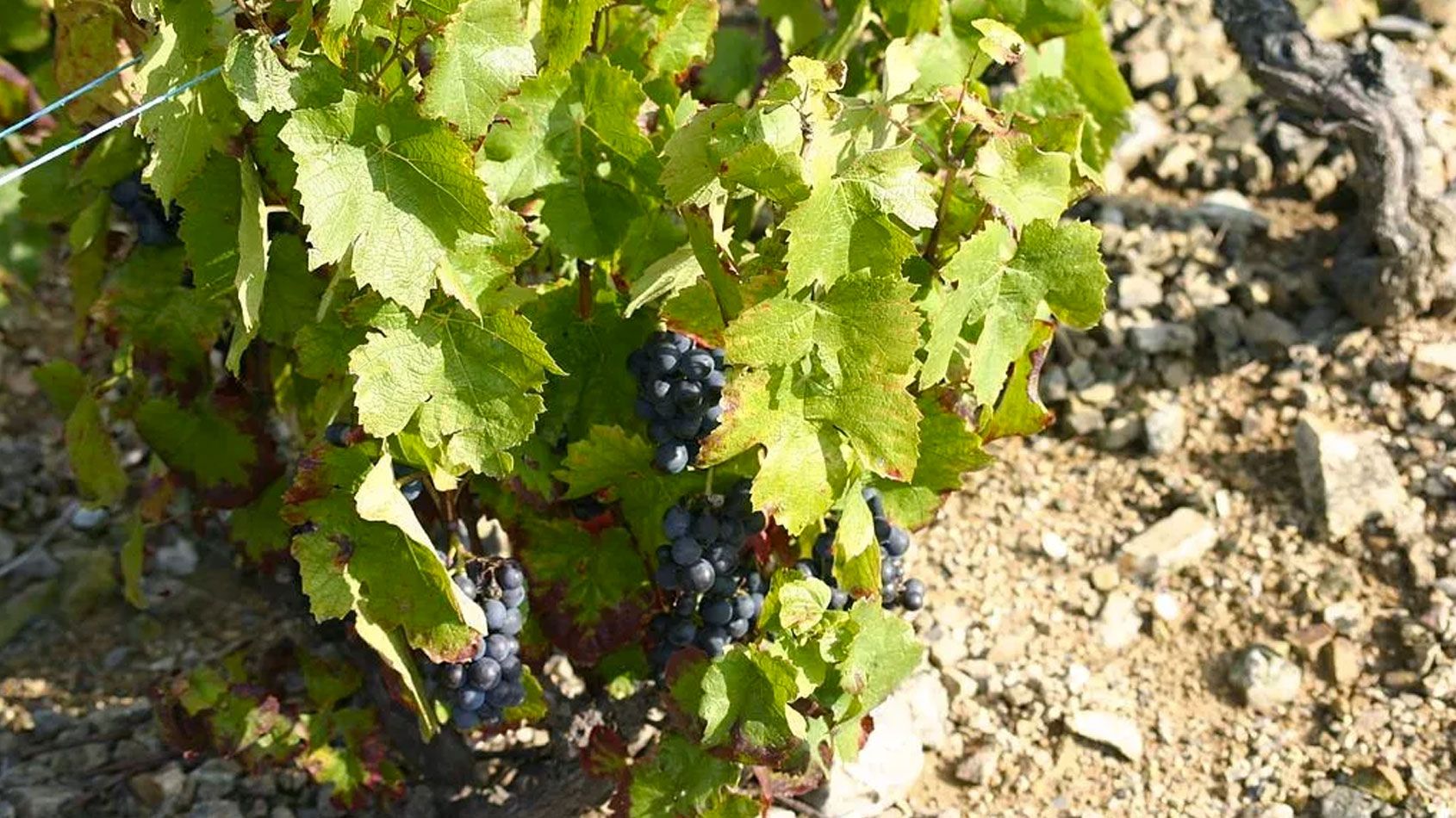 Domaine Bergeron