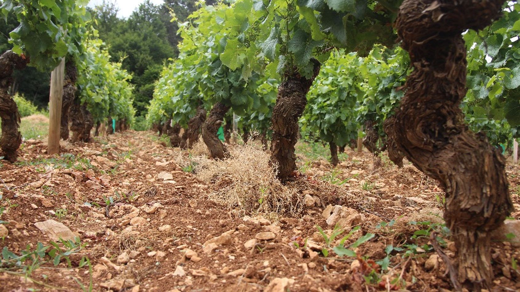 Domaine Trapet Rochelandet