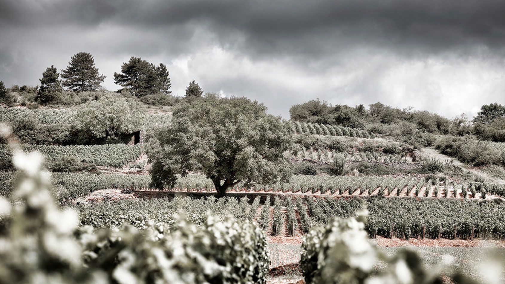 Domaine Seguin-Manuel